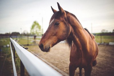 horse stock image